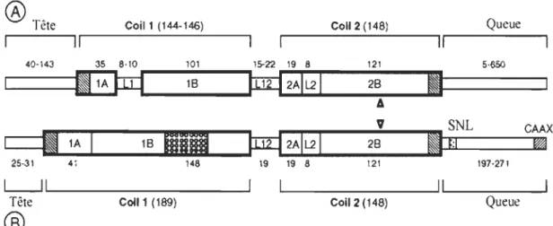 FIGURE 2.1  : Représentation schématique de  la  structure commune des IFs  cytoplasmiques (A) et nucléaires (B)
