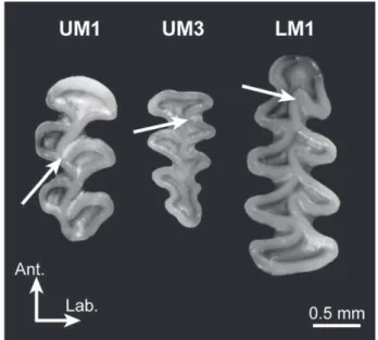 Figure 3. Occlusal surface of the ﬁrst upper molar (UM1), third upper molar (UM3), and ﬁrst lower molar (LM1) of the bank vole (Myodes glareolus), represented with the labial side to the right