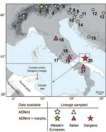 Figure 1. Map of Italy showing the sampling locations of the bank voles (the symbols in  colour indicating localities included in the morphometric analysis), the  mountainous areas and the distribution of the Western European lineage, Italian  lineage and 