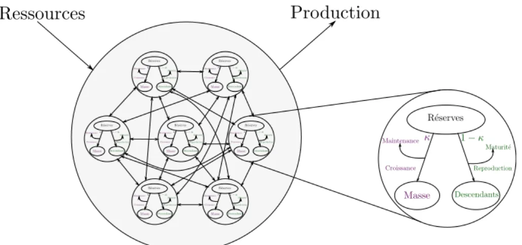 Figure 1.2 – Représentation d’une population. Les interactions entre les individus sont représentées par des flèches à double sens