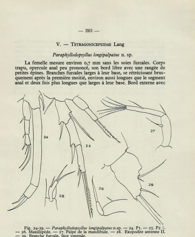 Fig.  24-29.   —   Paraphyllodopsyllus  longipalpatus n.sp.   —   24.  Pl.  —  25.  P2  ?