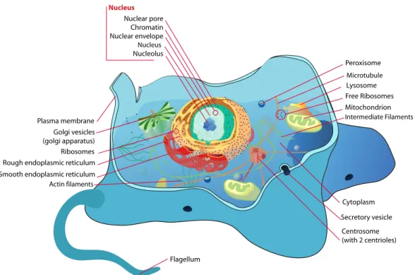 Figure 2.2: Eukaryotic (animal) cell. The nucleus is the most prominent organelle in the cell and contains chromosomes (the storage sites of DNA)