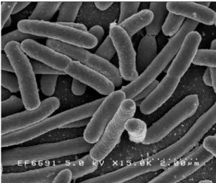 Figure 2.3: Escherichia coli: Scanning electron micrograph of Escherichia coli, grown in culture and adhered to a cover slip