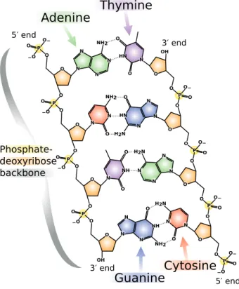 Figure 2.5: Chemical structure of DNA, with coloured label identifying the four bases as well as the phosphate and deoxyribose components of the backbone