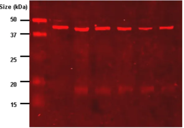 Figure 2.9: Western blot using a anti-lipoic acid primary antibody and an IR-dye labelled secondary antibody in Leishmania major extracts