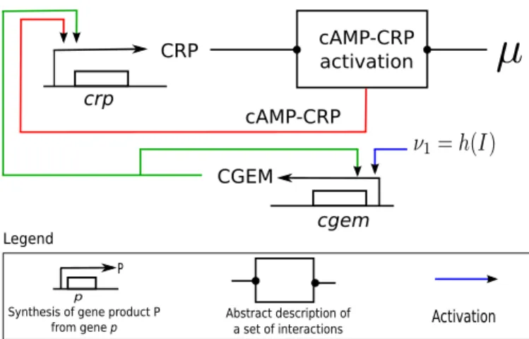 Figure 4.1: Regulatory network of the open-loop model in the mutant E. coli. The model consists of genes crp and synthetic-cgem (modified promoter of a component of the gene expression machinery (CGEM) in E