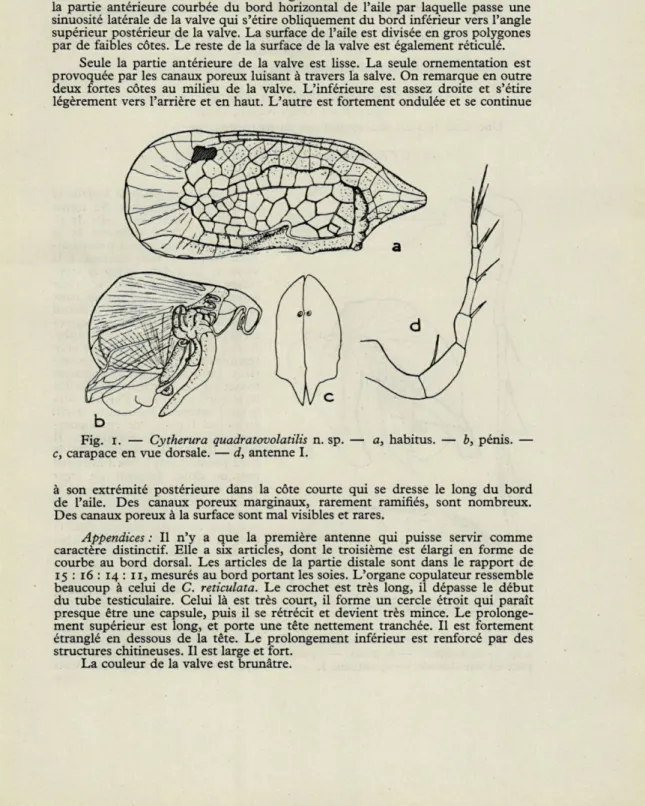 Fig.  i.  —  Cytherura  quadratovolatïlis  n.  sp.  —  a,  habitus.  —  b,  pénis.  —  c,  carapace  en  vue  dorsale