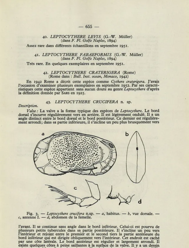Fig.   3.   —   Leptocythere  crucifera  n.sp.  —  a,  habitus.  —  b,  vue  dorsale.  —  c,  antenne I