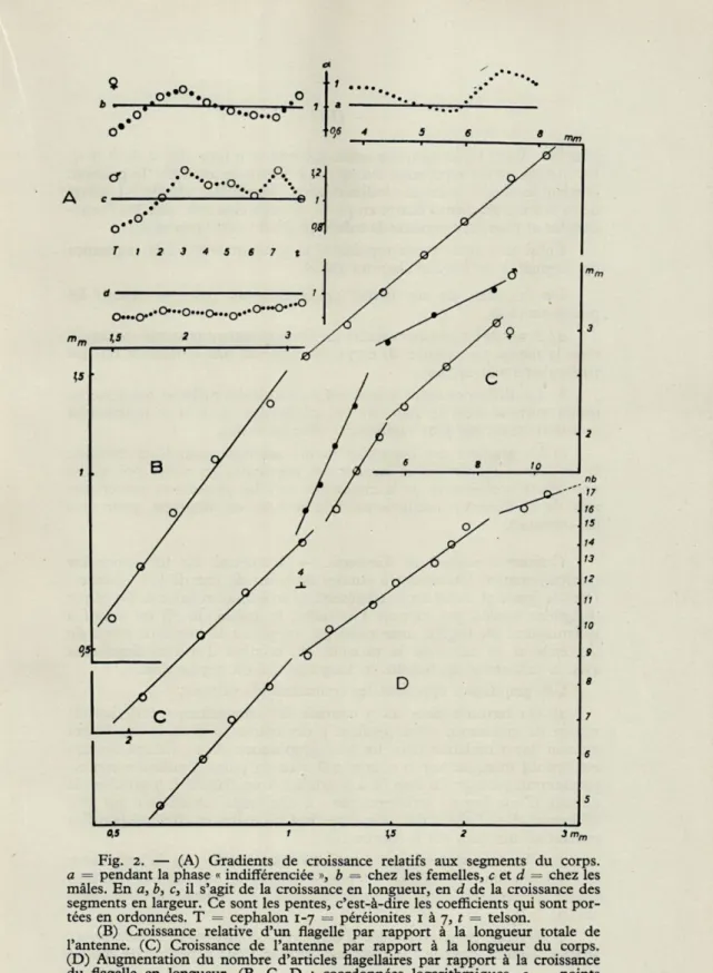 Fig.  2.  —  (A)  Gradients  de  croissance  relatifs  aux  segments  du  corps. 