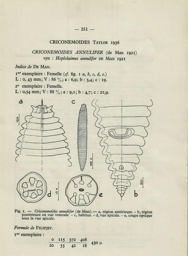 Fig.  1.   —   Criconemoides  annulifer  (de Man).—  a,  région  antérieure.  -  b, région  postérieure  en  vue  ventrale