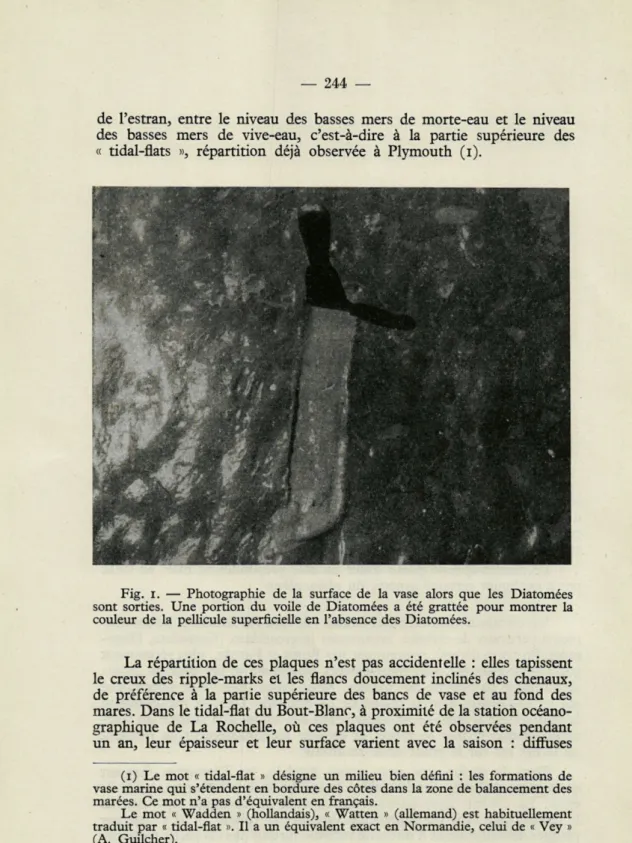 Fig.  i.  —  Photographie  de  la  surface  de  la  vase  alors  que  les  Diatomées  sont  sorties