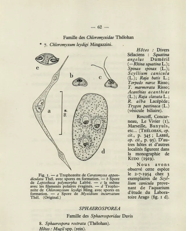 Fig.   1.   —  a  Trophozoïte  de  Ceratomyxa  appen- appen-diculata  Thél.  avec  spores  en  formation