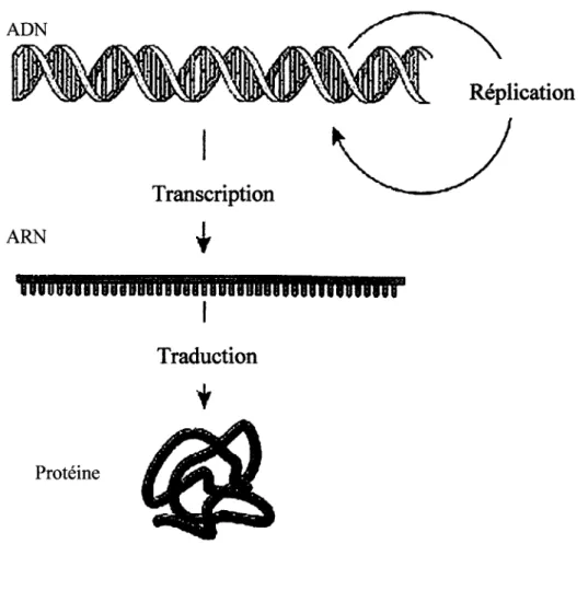 Figure  1.1:  Dogme  central  de  la  biologie  moléculaire.  Cette  représentation  montre  l'ADN  dans  lequel  est  regroupé  toute  l'information  génétique  sous  forme  de  gène