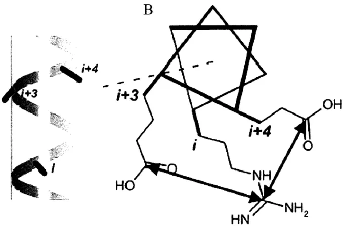 Figure  1.8:  A)  Vue  latérale  d'un  polypeptide  en  conformation  hélice-a.  D)  Vue  de  haut,  le  même  polypeptide où il  est  montré  les  interactions  électrostatiques  de type  ponts salins entre trois chaînes latérales