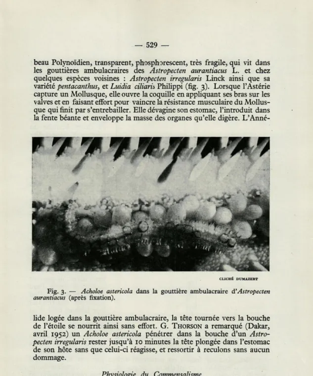 Fig.  3.   —   Acholoe  astericola  dans  la  gouttière  ambulacraire  à'Astropecten  aurantiacus  (après  fixation)
