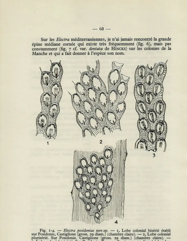 Fig. 1 -4.  —  Electra  posidoniae  nov.sp.  —  r,  Lobe  colonial  bisérié  établi  sur Posidonie,  Castiglione  (gross