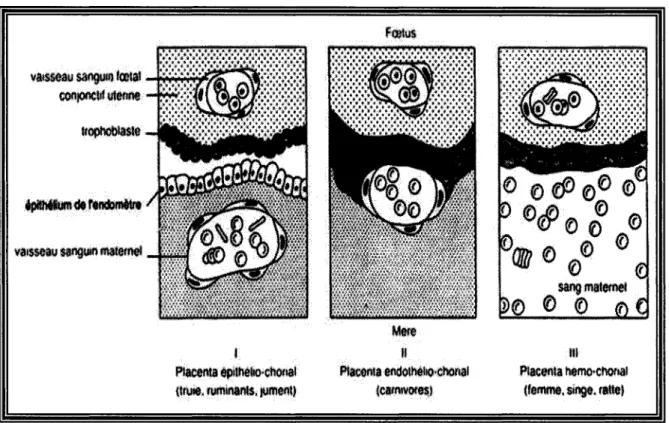 Figure  1.9  :  Les  différents  types  de  placentation  (Tirée  de  &#34;La  reproduction chez les mammifères et l'homme&#34; Thibault 2001)