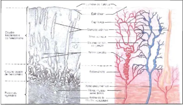 Figure lB :  Coupe histologique de l' utérus (Marieb, E.N. (1993) «Anatomie et  physiologie humaines  » ,  Editions du Renouveau Pédagogique inc