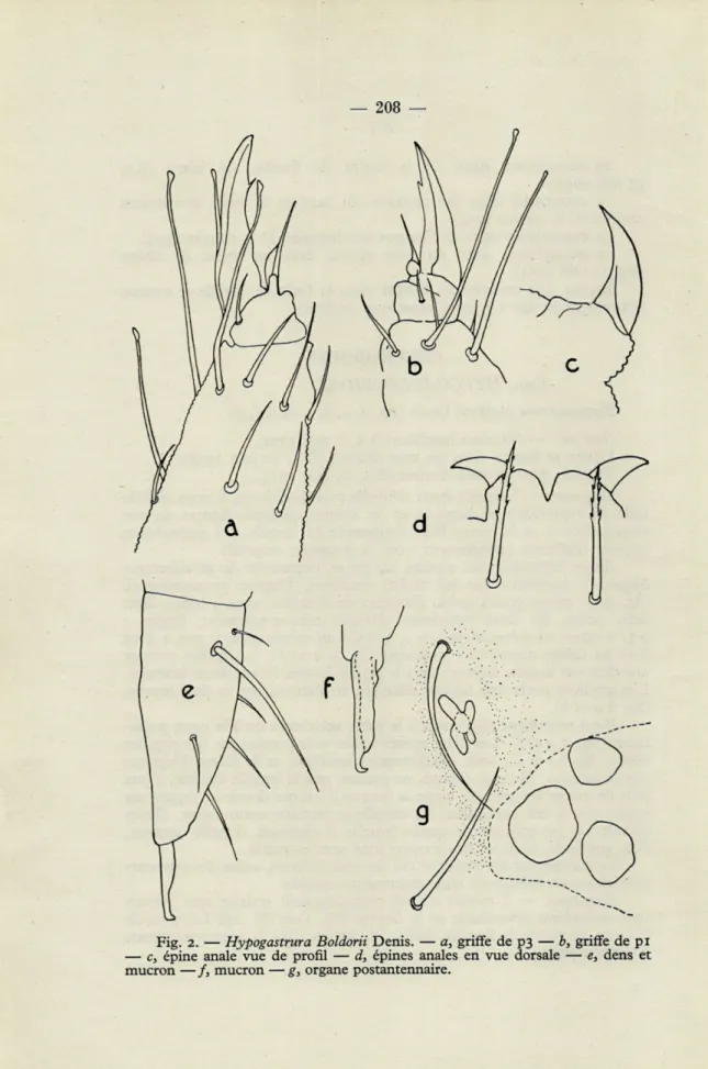 Fig.  2.  —  Hypogastrura  Boldorii  Denis.  —  a,  griffe  de  p3  —  b,  griffe  de pi 