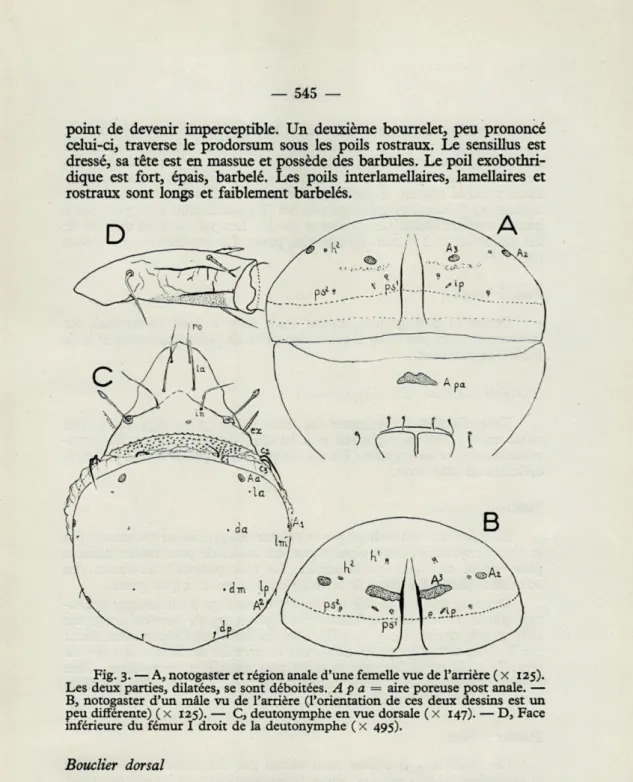 Fig.  3. — A, notogaster et région anale d'une femelle vue de l'arrière ( x  125). 