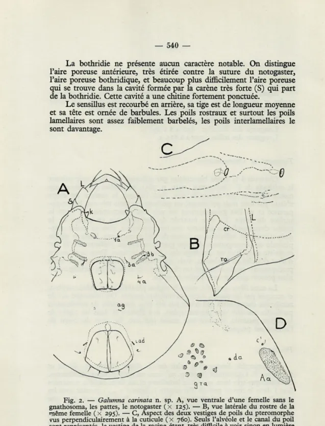 Fig.  2.  —  Galumna  carinata  n.  sp.  A,  vue  ventrale  d'une  femelle  sans  le  gnathosoma,  les  pattes,  le  notogaster  ( x  125)