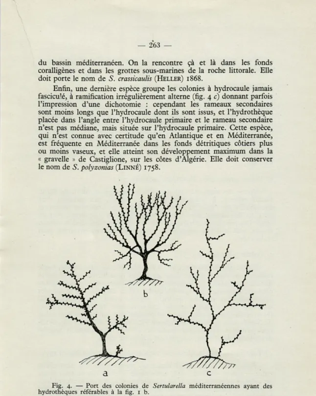 Fig.   4.   —  Port  des  colonies  de  Sertularella  méditerranéennes  ayant  des  hydrothèques  référables  à  la  fig