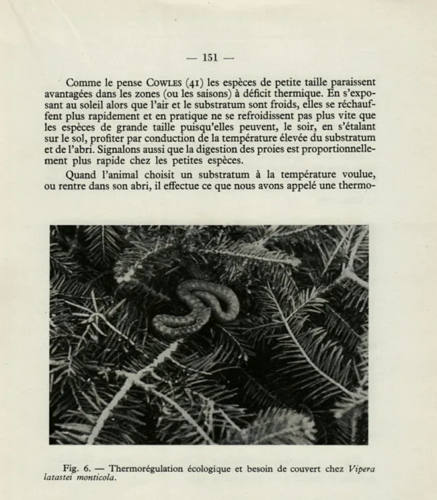 Fig.  6.  —  Thermorégulation  écologique  et  besoin  de  couvert  chez  Vipera  latastei  monticola