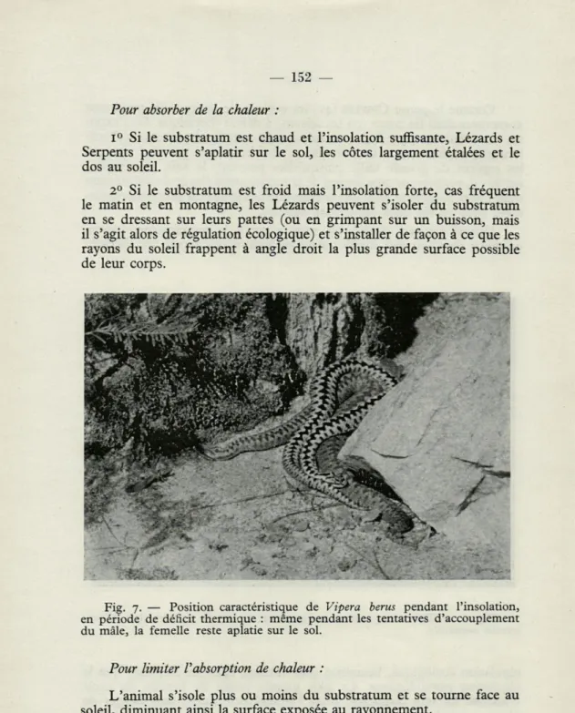 Fig.  7.  —  Position  caractéristique  de  Vipera  berus  pendant  l'insolation,  en  période  de  déficit  thermique  :  même  pendant  les  tentatives  d'accouplement  du  mâle,  la  femelle  reste  aplatie  sur  le  sol