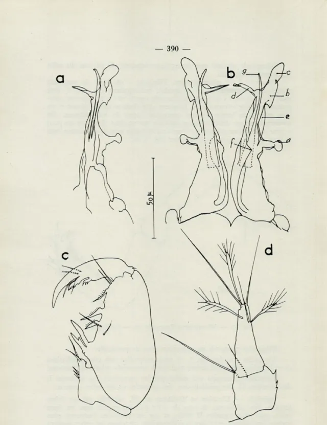 Fig.  il.  —  Microcerberus  mirabilis  n.  sp.  3.  —  a,  b,  pléopode  II  du  &lt;J