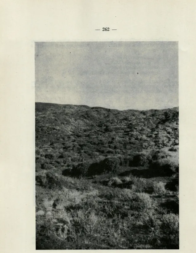Fig.  3.  —  Aux  flancs  de  l'Etna,  2.300  m  :  le  groupement  à  Astragalus  siculus  Biv