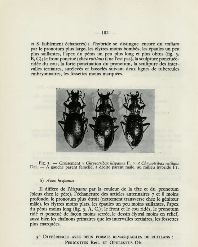 Fig.  3.  —  Croisement  9  Chrysotribax  hispanus  F.  x  S  Chrysotribax  rutilans  De;'