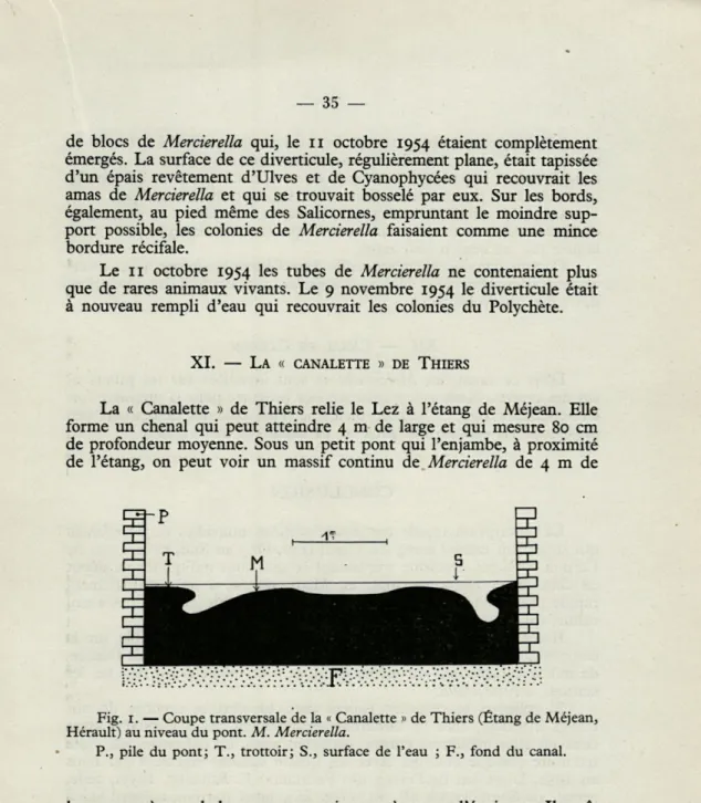 Fig.   1.   — Coupe transversale  de  la  «  Canalette  »  de  Thiers  (Étang  de  Méjean,  Hérault)  au niveau du pont