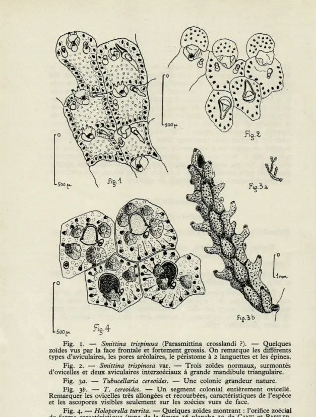 Fig.   2.   —   Smittina  trispinosa  var.  —  Trois  zoïdes  normaux,  surmontés  d'ovicelles  et  deux  aviculaires  interzoéciaux  à  grande  mandibule  triangulaire