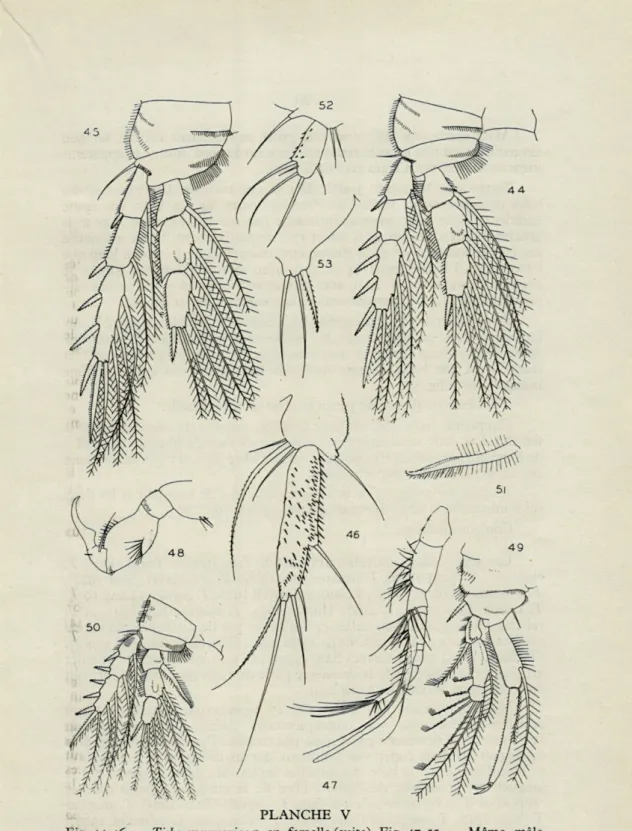 Fig.  44-46.   —   Tisbe  cucumariae n.  sp.  femelle  (suite).  Fig.  47-53.  —  Même,  mâle
