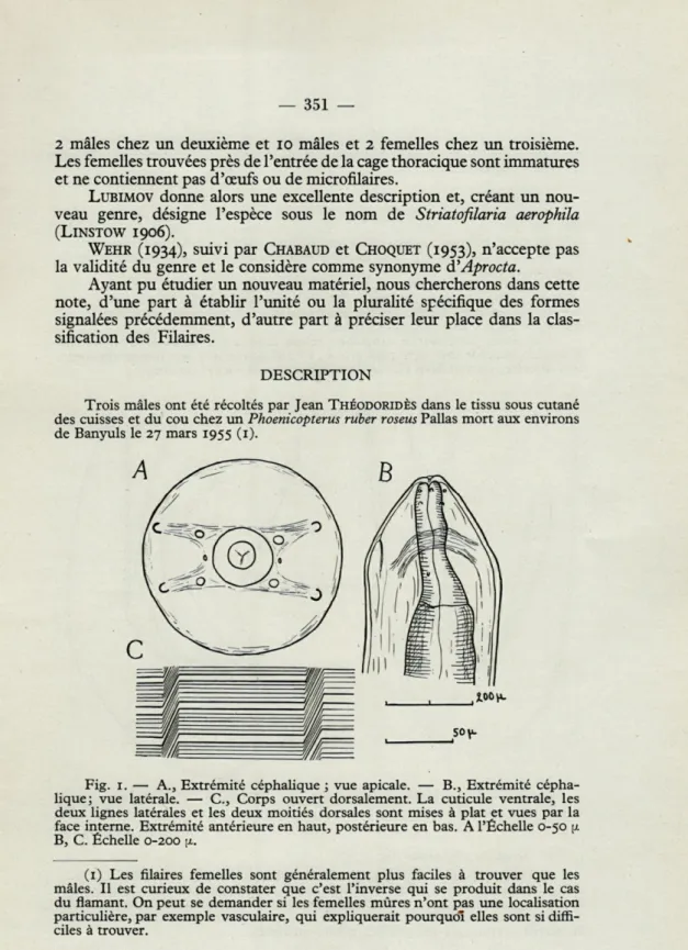 Fig.   1.   —  A.,  Extrémité  céphalique  ;  vue  apicale.  —  B.,  Extrémité  cépha- cépha-lique;  vue  latérale