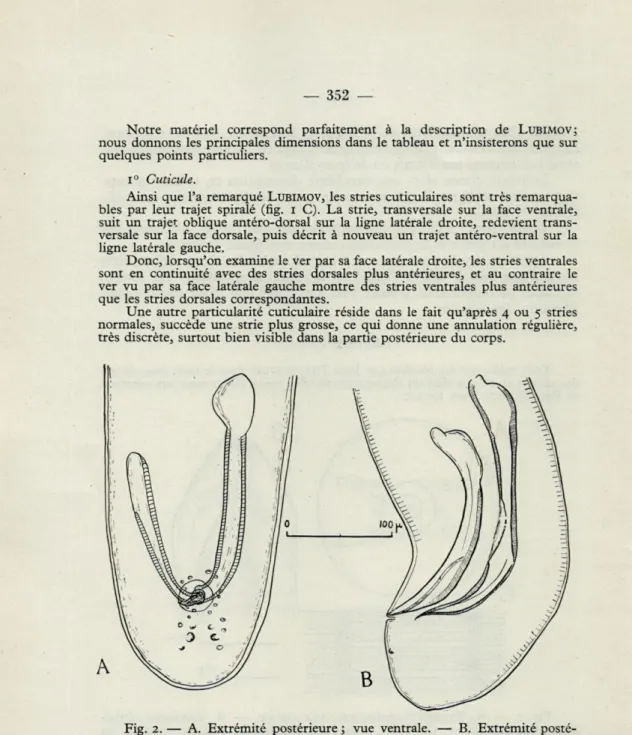 Fig.   2.   —  A.  Extrémité  postérieure ;  vue  ventrale.  —  B.  Extrémité  posté- posté-rieure  ;  vue  latérale