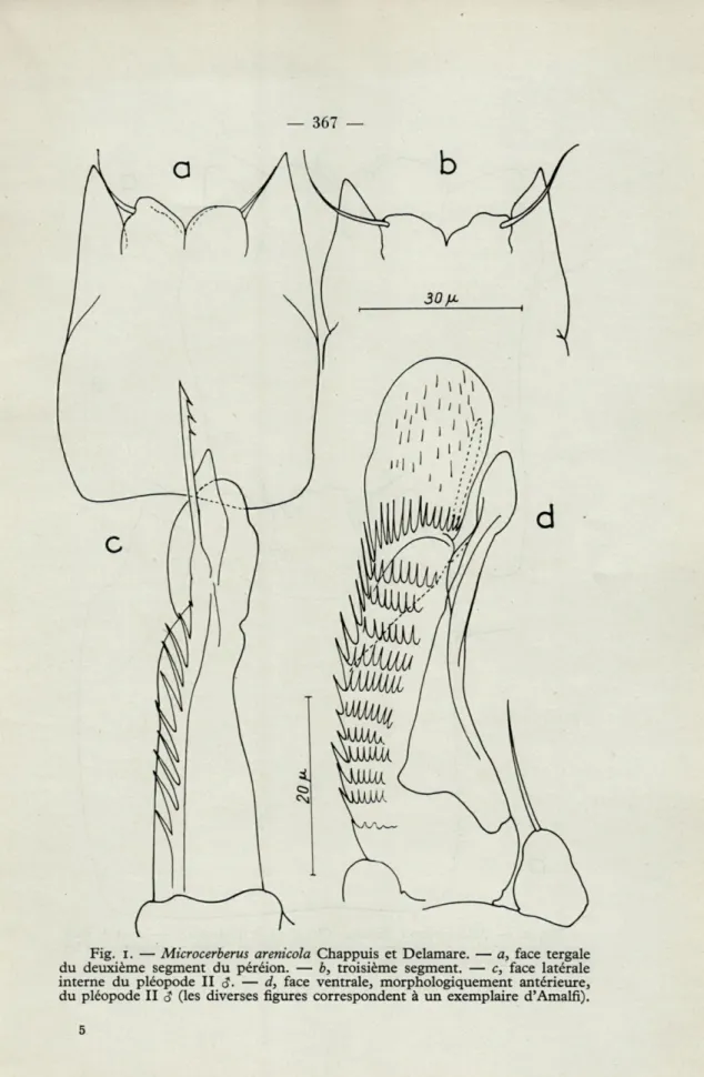 Fig.   i,   —   Microcerberus  arenicola  Chappuis  et  Delamare.  —  a,  face  tergale  du  deuxième  segment  du  péréion