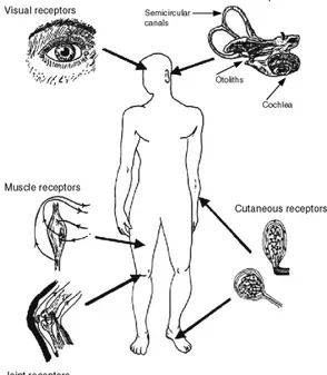 Figure 3 : Capteurs sensoriels et 