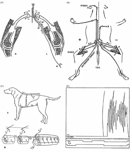 Figure 4 : Elucidation par Sherrington des principes d’opération de la moelle épinière