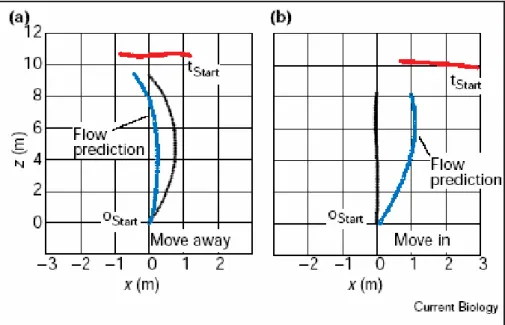 Figure 14 : Résultats principaux de l’expérience de Rushton et al. – a) Simulation de la  trajectoire locomotrice après déplacement du flux optique suite à la déformation du 
