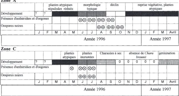 Fig. 7. – Cycle de vie de Chara braunii dans deux micro-habitats différents du bassin des Alzines pour la période de ré- ré-férence de mai 1996 à avril 1997