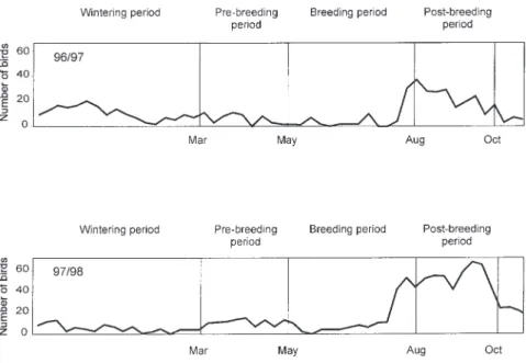 Fig. 2. – Number of little grebes censused at Saint Caprais.