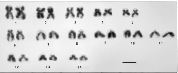 Fig. 1. – Karyotype of Mytilaster minimus. Scale bar = 5 µ m