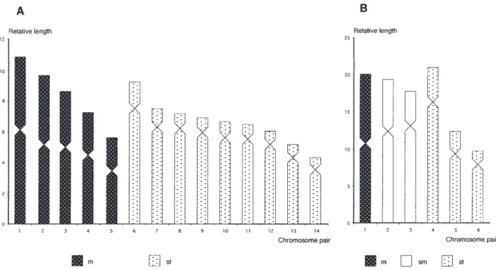 Fig. 2. – Ideograms constructed from relative length and centromeric index values. A, Mytilaster minimus; B, Anomia ephippium.