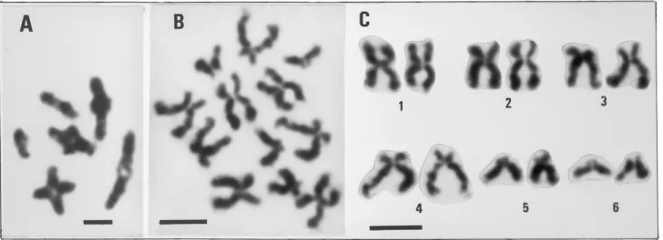 Fig. 3. – Anomia ephippium. A, meiosis; B, mitotic metaphase; C, karyotype. Scale bar = 5 µm.