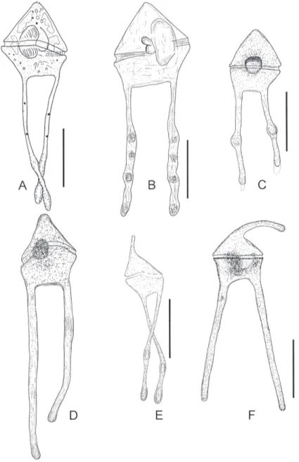 Fig. 1. – Line drawings of the records of Ceratoperidinium spp in the Mediterranean Sea