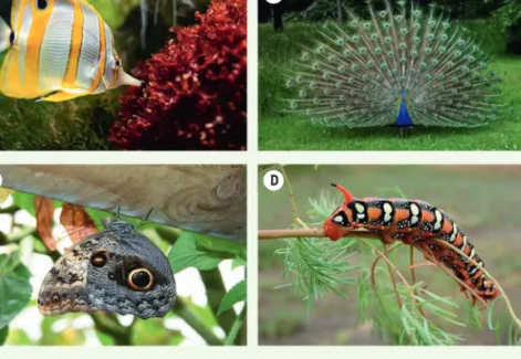 Figure 1. Faux yeux d’animaux. A. Poisson Chelmon rostratus. B. Paon Pavo cristatus. C