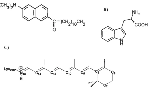 FIGURE 2.2  Structure  des  sondes  utilisées  A)  le  6-propionyl-2- 6-propionyl-2-diméthylaminonaphtalène,  vendu  sous  le  nom  commercial  Laurdan; B) le trpytophane et C) le rétinal