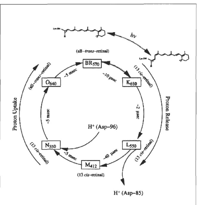 FIGURE 2.4  Photo cycle de la bactériorhodopsine. 