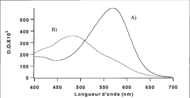 FIGURE 2.5  Spectre d'absorption de la bactériorhodopsine : A) sous la forme  nativeJ..max  =  570 nm; B) sous  la  forme désensibilisée,  Ânuu  =  480 nm 